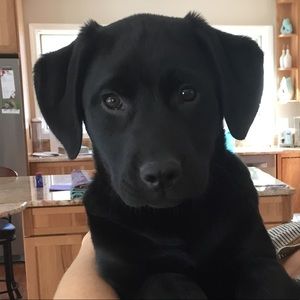 Meet your Posher, Carlye